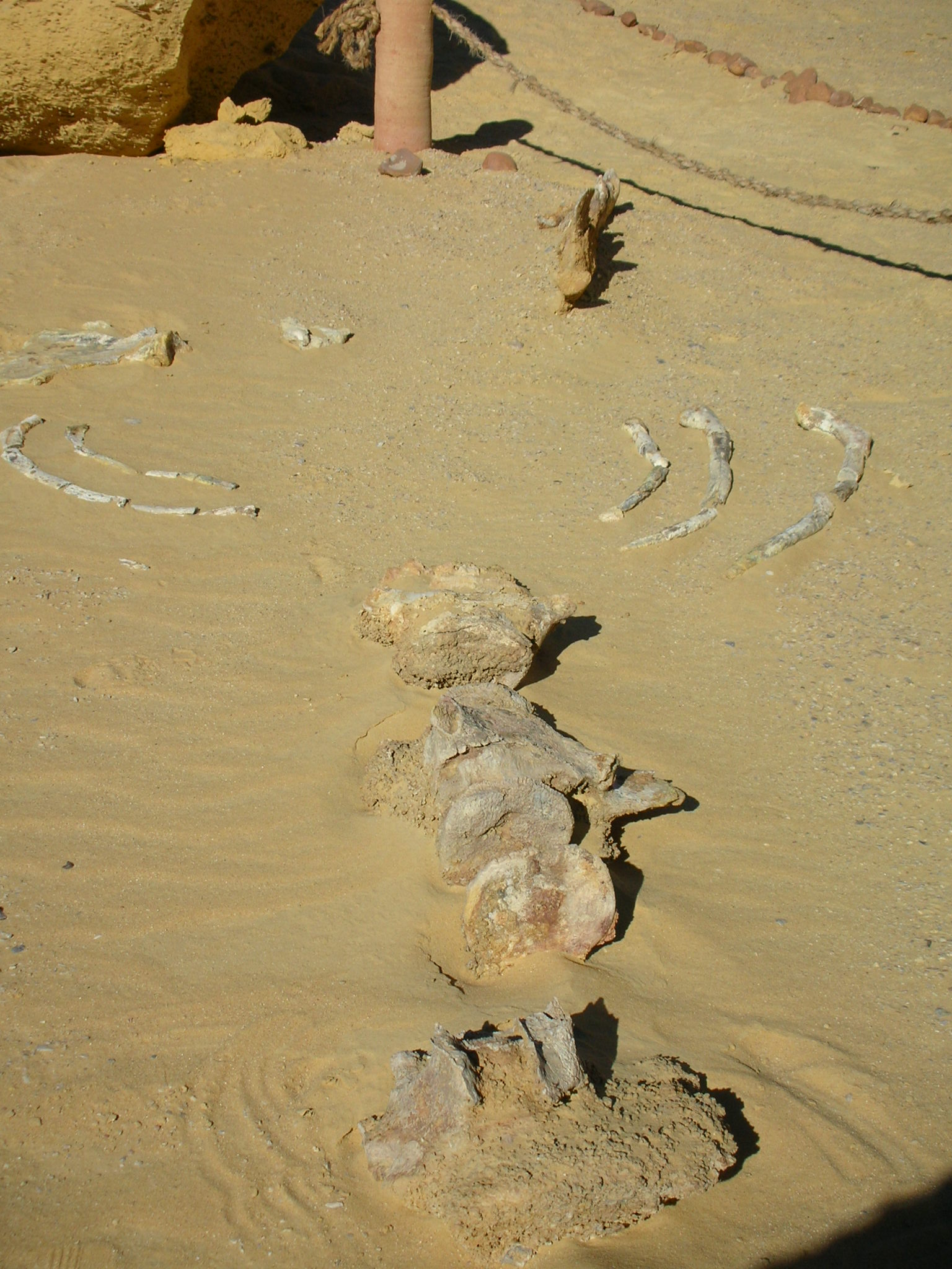Wadi El Hitan Whale Valley Camp — Photo 3